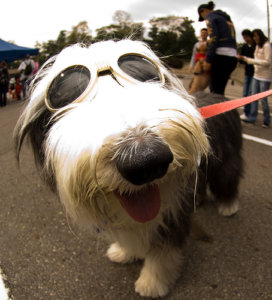 Dog with Sunglasses