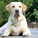 Should you make your own dog food?