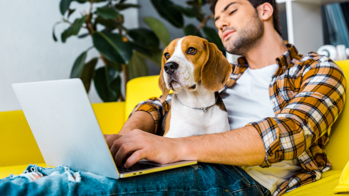 handsome young man using laptop on yellow sofa with beagle dog.