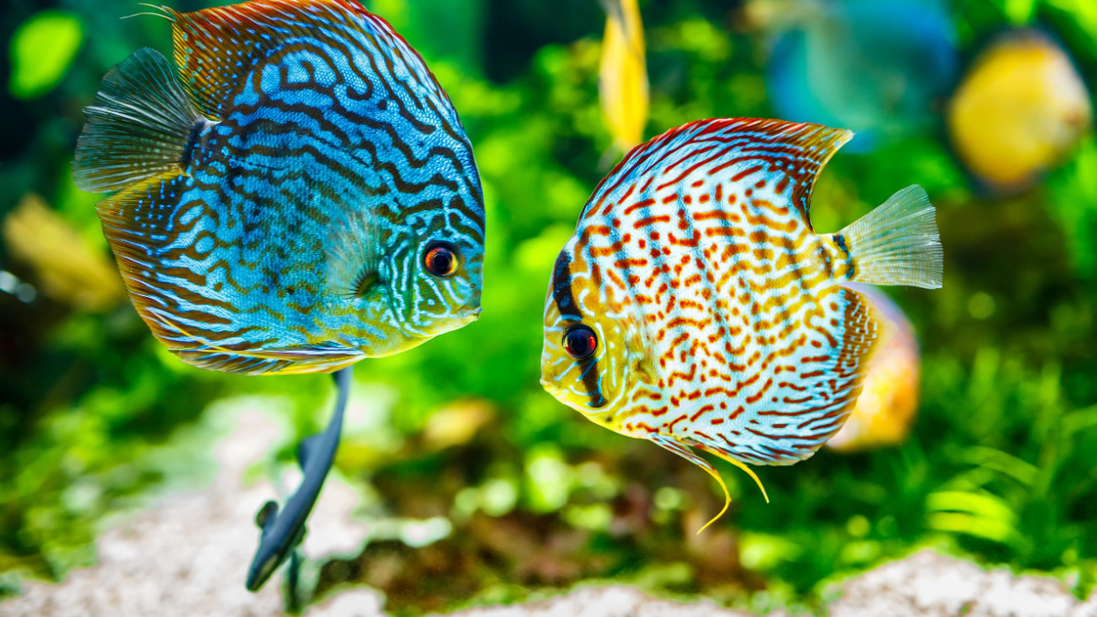 Symphysodon discus in an aquarium on a green background.
