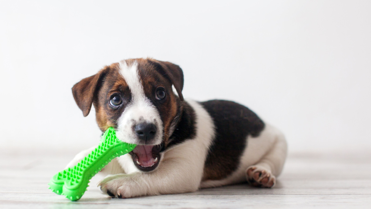 Cute little puppy lying on floor merrily biting green plastic toy. Portrait on white. Playful pets, curiosity, pet shop or veterinary clinic commercials.