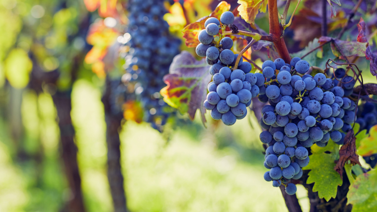 Close-up of a blue grape hanging in a vineyard, wide shot.