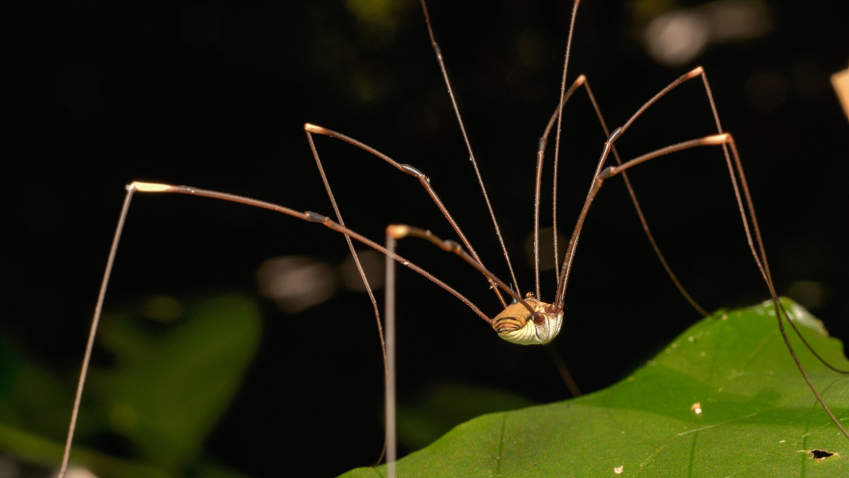 Brown harvestman (Daddy Longlegs) relaxing on leaf.