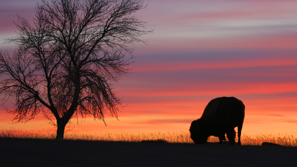 Silhouette of eating bison and tree at sunset.