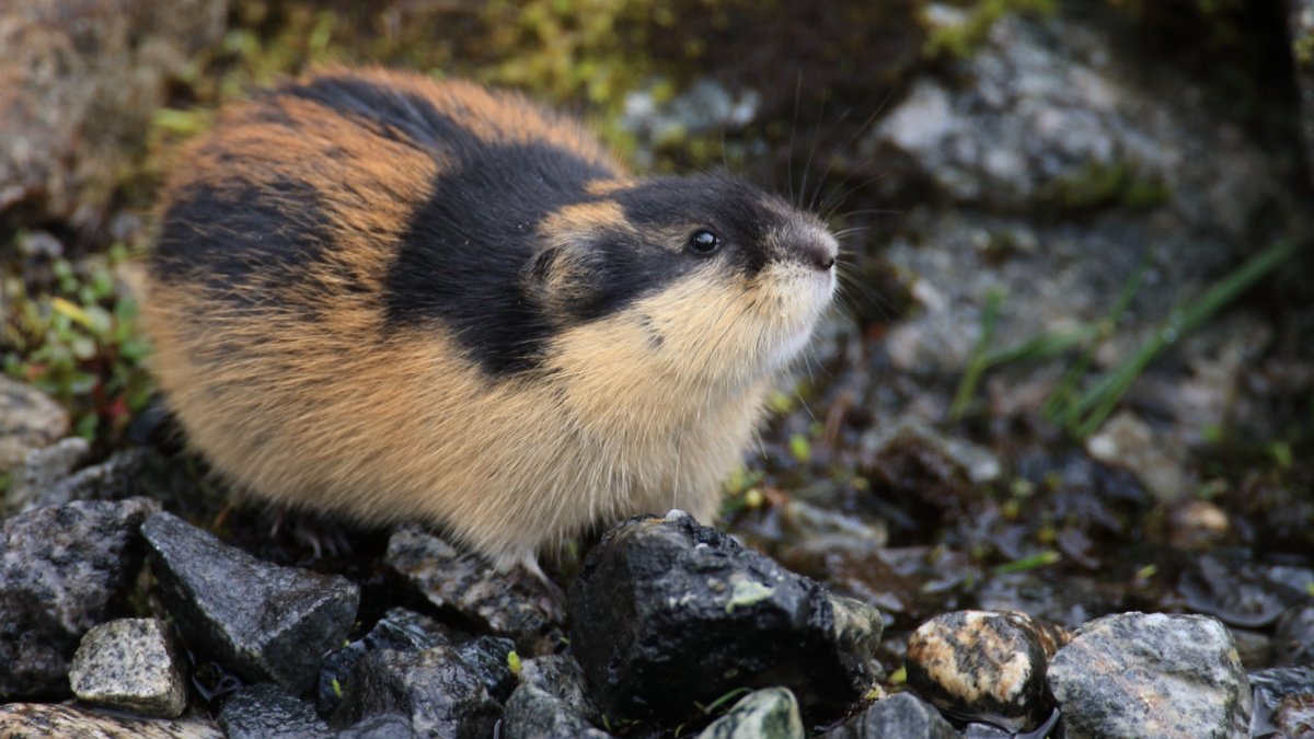 Norwegian lemming Jotunheimen Norway