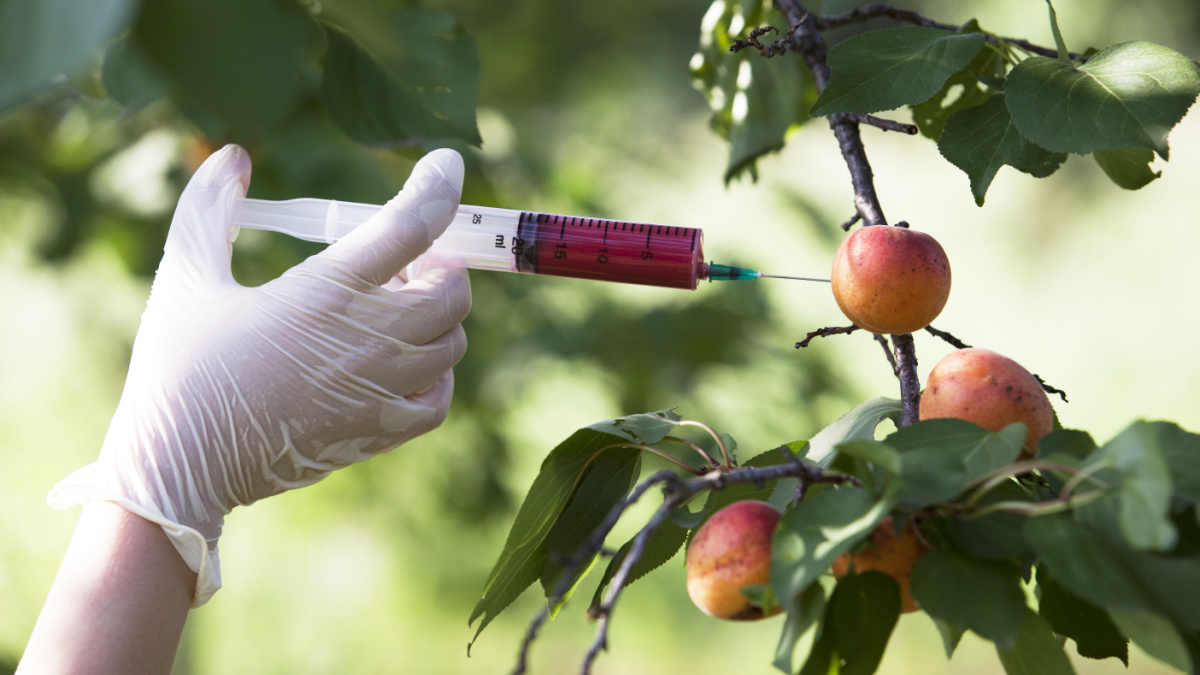 Genetically modified fruit
