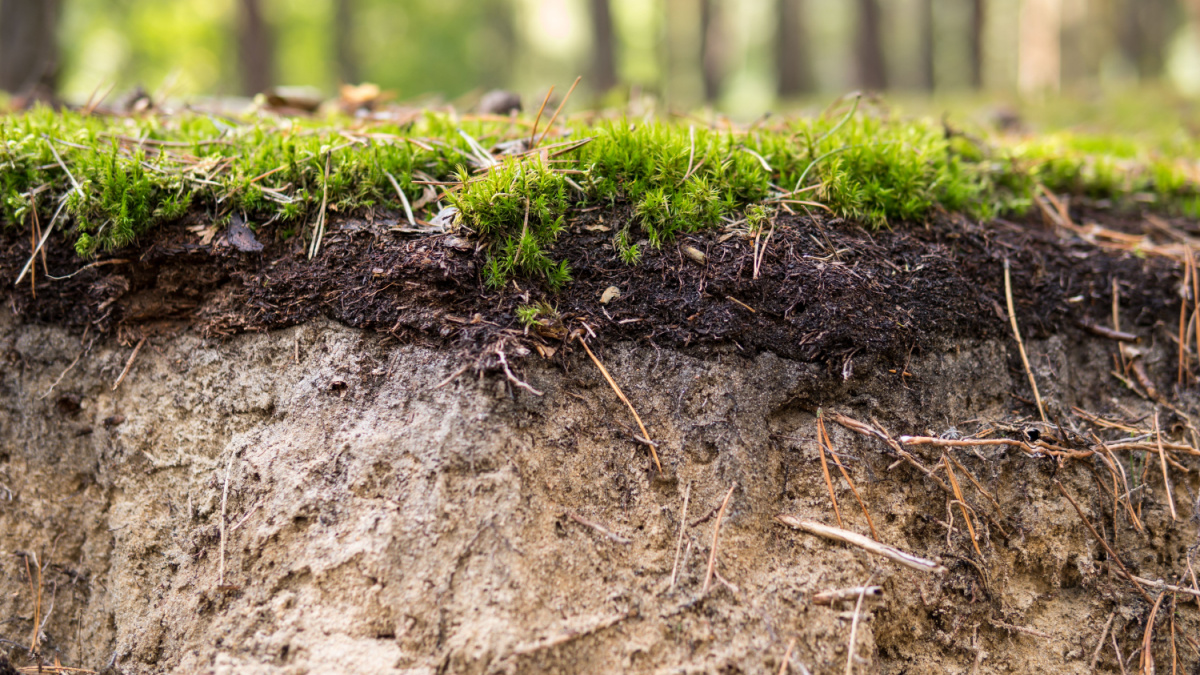 detail of a podzol soil with visible topsoil and eluvial layers