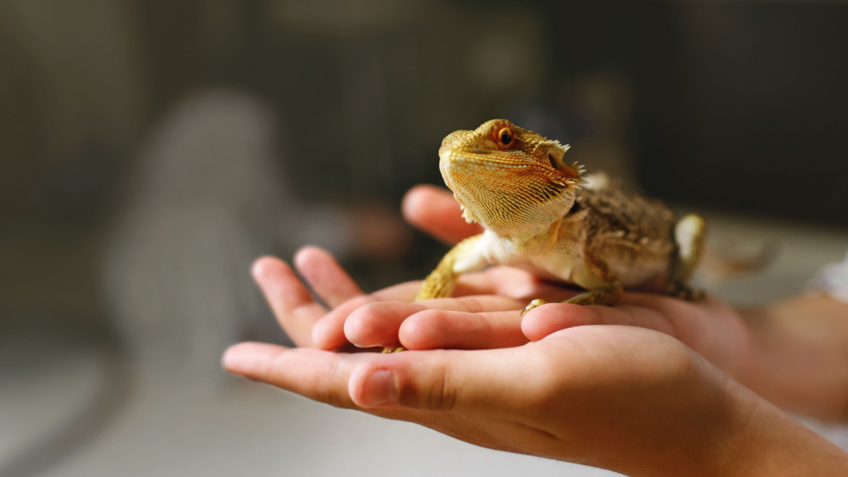 a sand lizard sits in the owners hands, a reptile with sharp spikes and brown scales, a dragon rearing at home, an amphibian pet