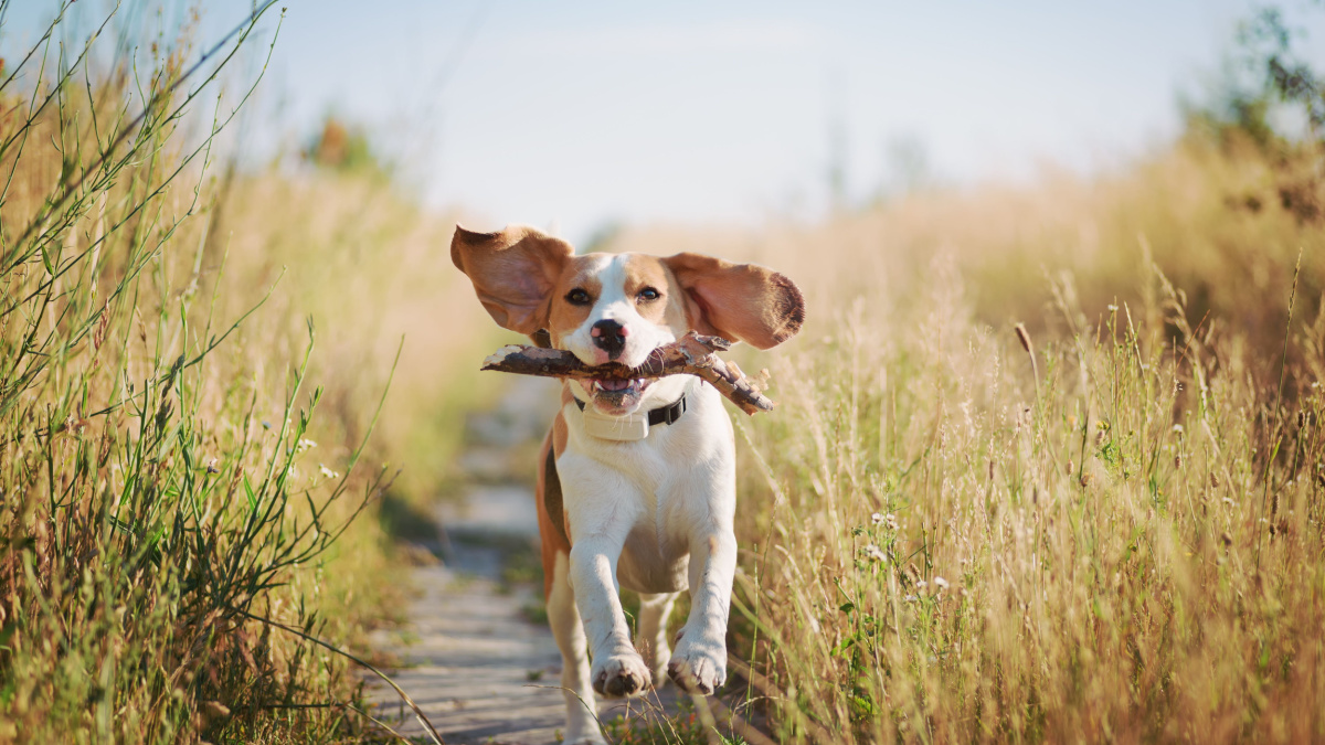 Happy beagle dog with flying ears running outdoors with stick in mouth. Active dog pet enjoying summer walk.