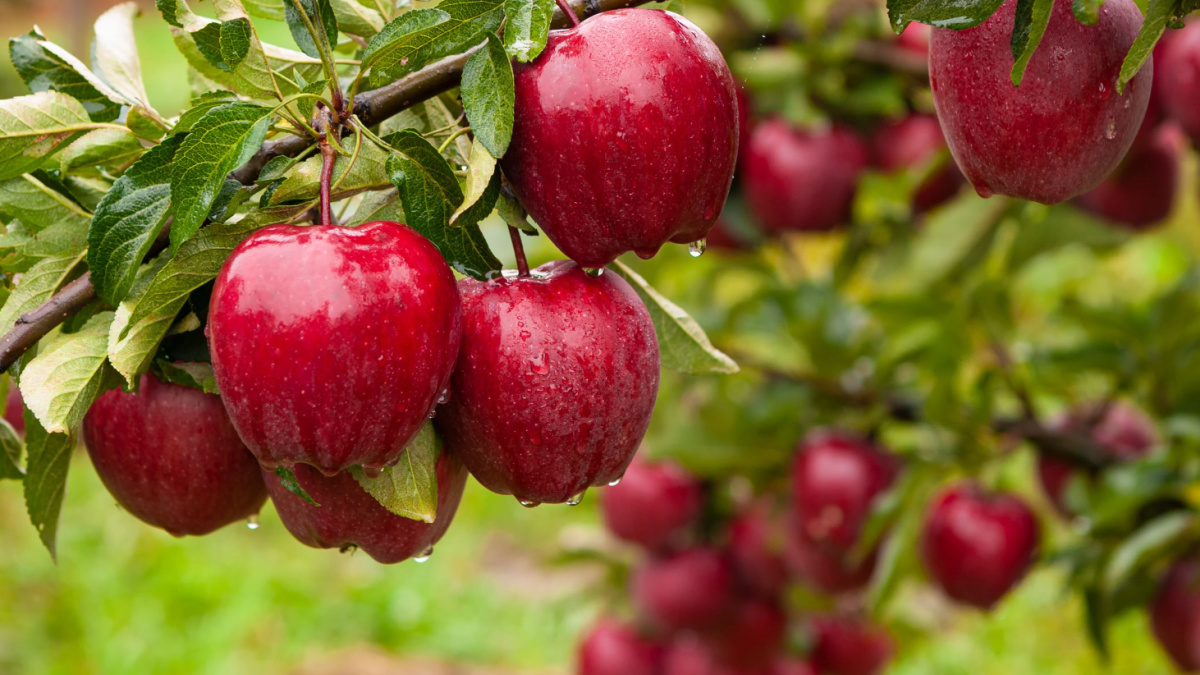 Autumn day. Rural garden. In the frame ripe red apples on a tree.