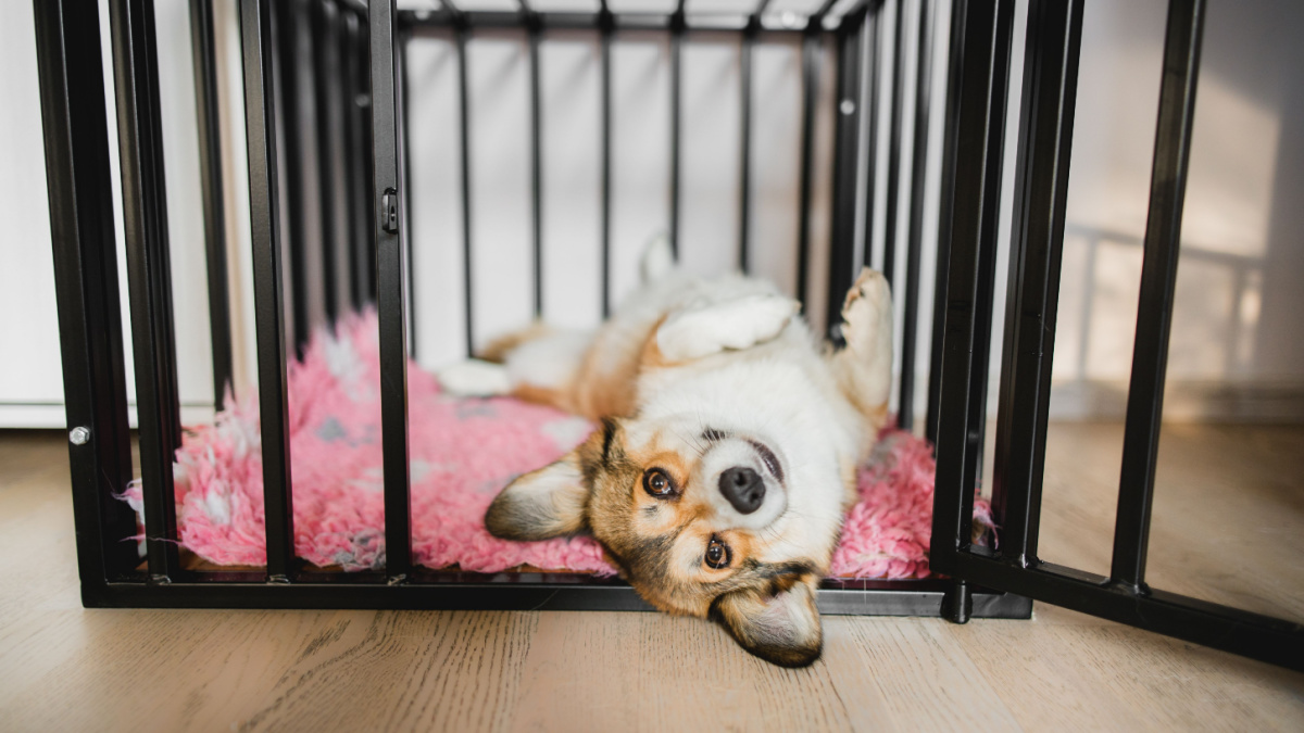Welsh corgi pembroke dog in an open crate during a crate training, happy and relaxed.