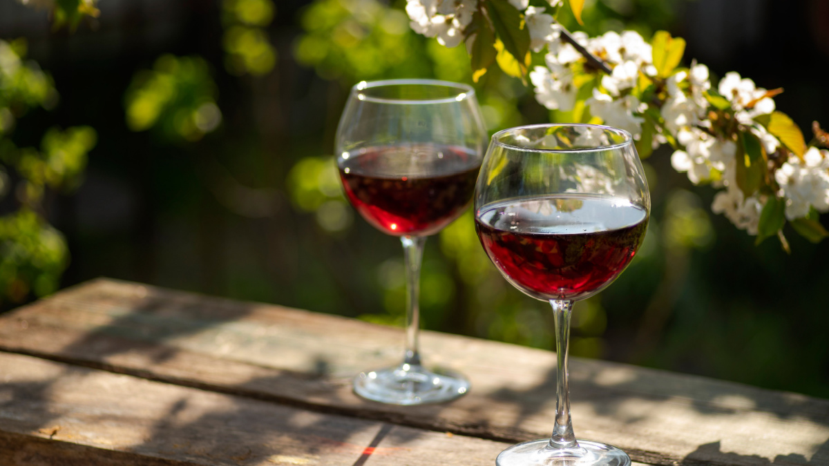 Still life with long stem glasses of red wine on a wooden outdoor table in the beautiful springtime day. Blooming branches with cherry flowers.