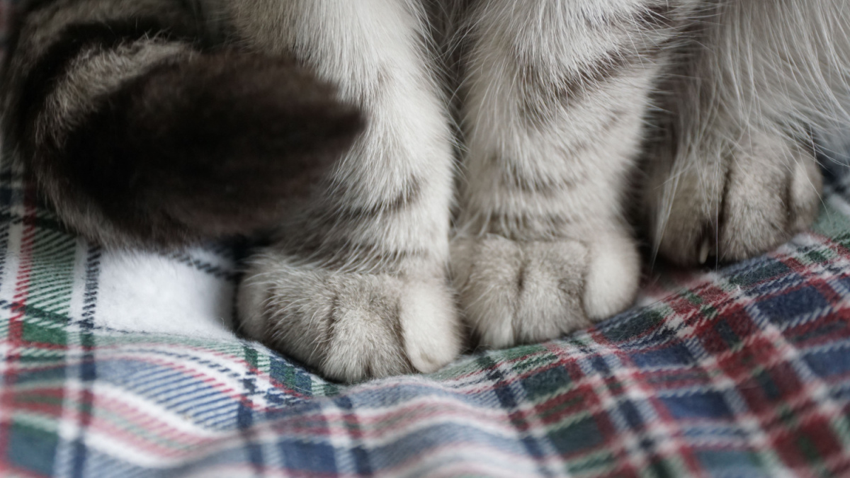 Cute Cat Feet on Flannel Sheets.