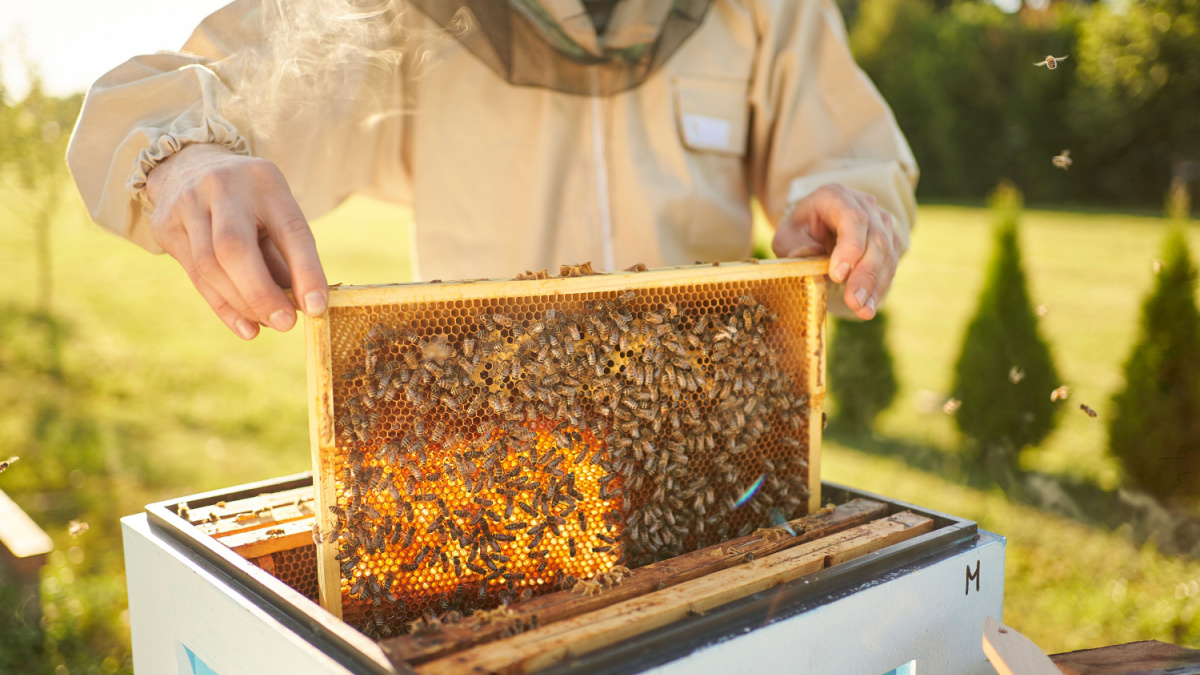 Beekeeper removing honeycomb from beehive. Person in beekeeper suit taking honey from hive. Farmer wearing bee suit working with honeycomb in apiary. Beekeeping in countryside. Organic farming