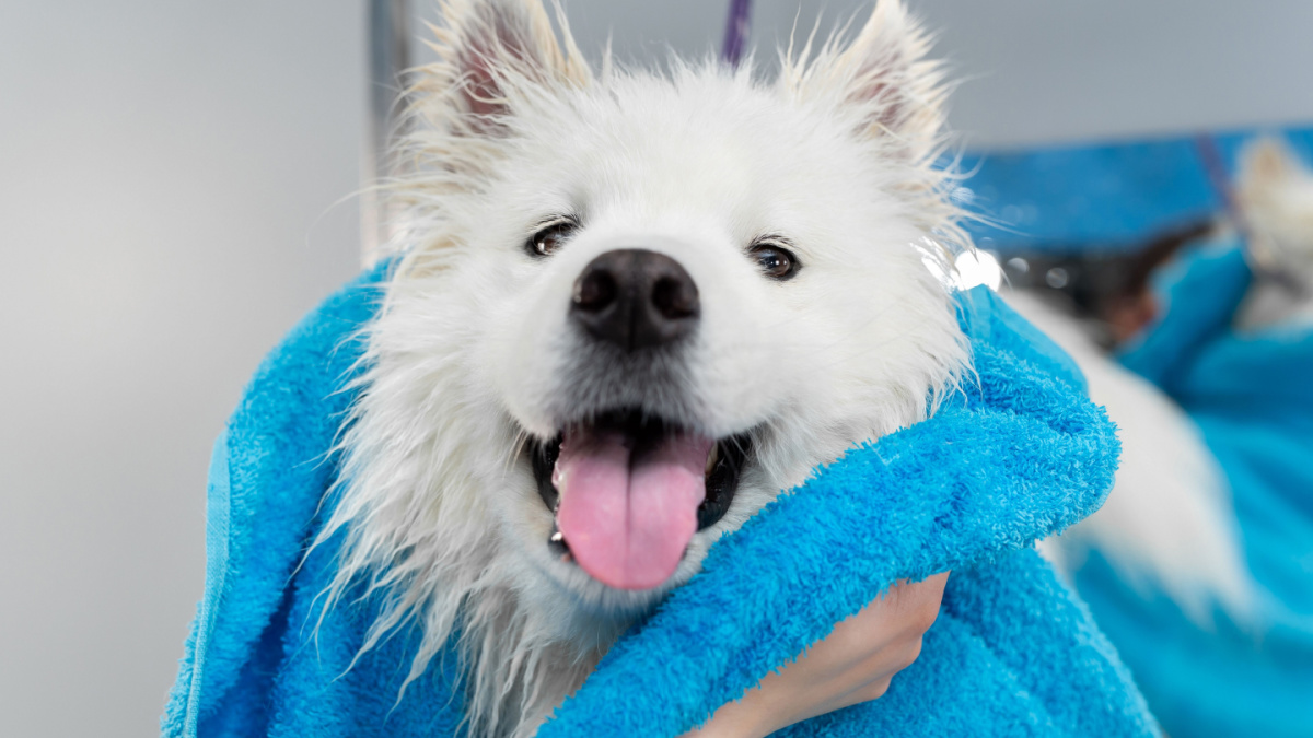 Close-up of the hands of a female groomer who wipes a Samoyed dog with a towel after washing and washing.