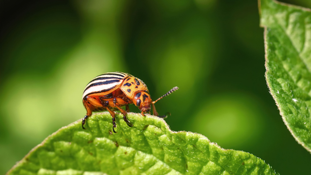 Colorado potato beetle eats green potato leaves closeup. Leptinotarsa decemlineata. Adult colorado beetle, pest invasion, parasite destroy potato plants, farm damage. Protecting plants concept
