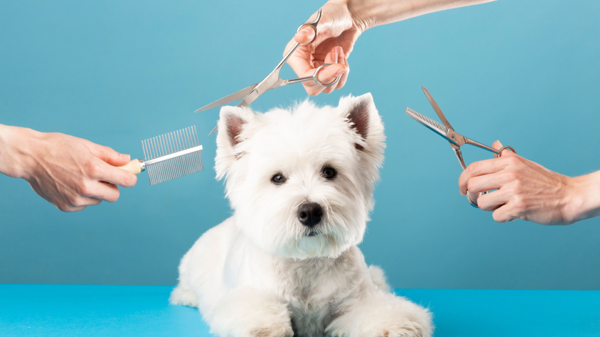 Dog gets hair cut at Pet Spa Grooming Salon. Closeup of Dog.