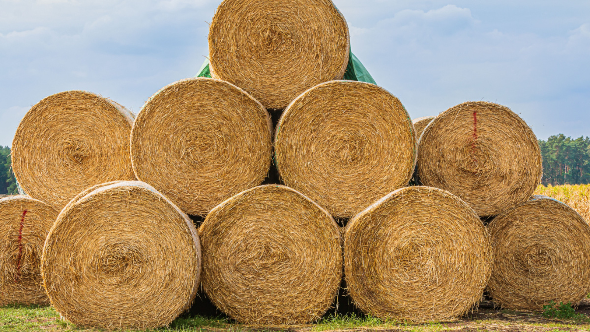 stacked hay bales after harvest at the edge of the field. dry straw pressed into individual straw bales. Pile of straw bales. Structures of hay and straw. clouds at background.