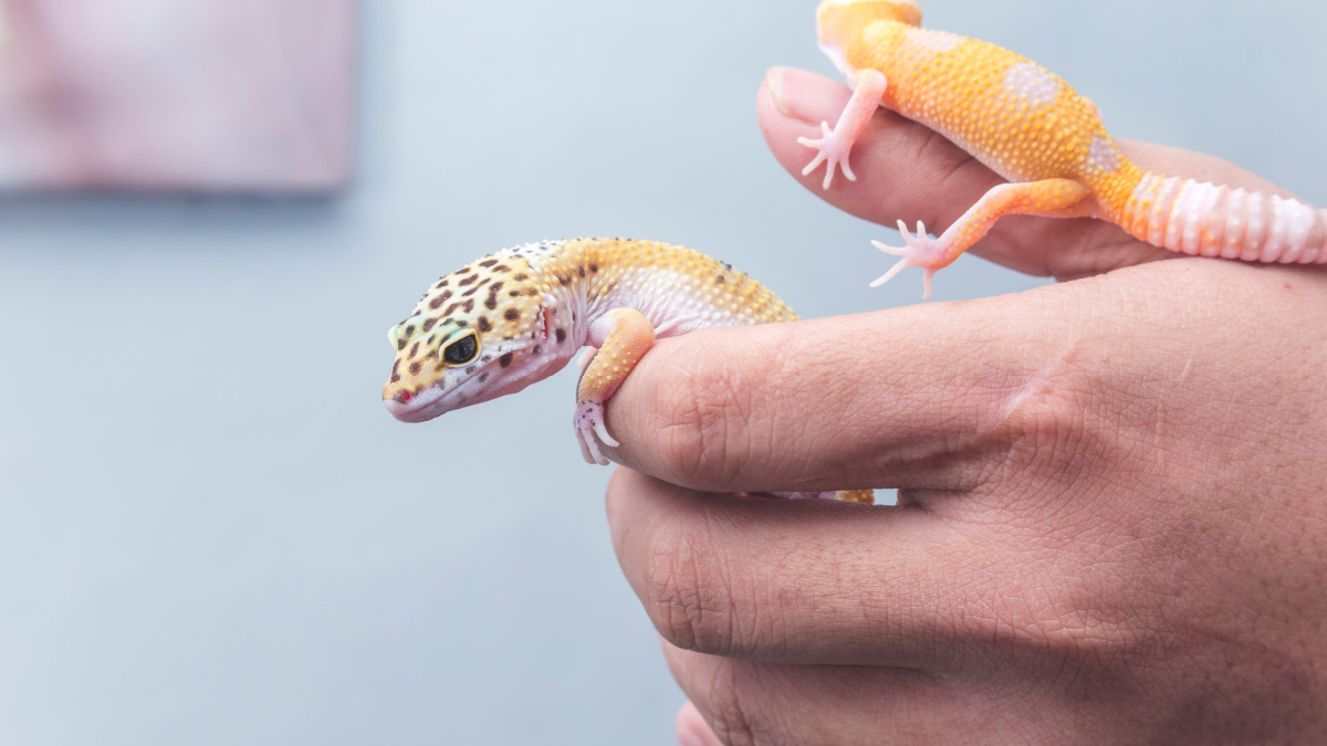 Two lively leopard geckos rest and crawl on their owner's hand. A reptile lover, pet owner or herpetologist.