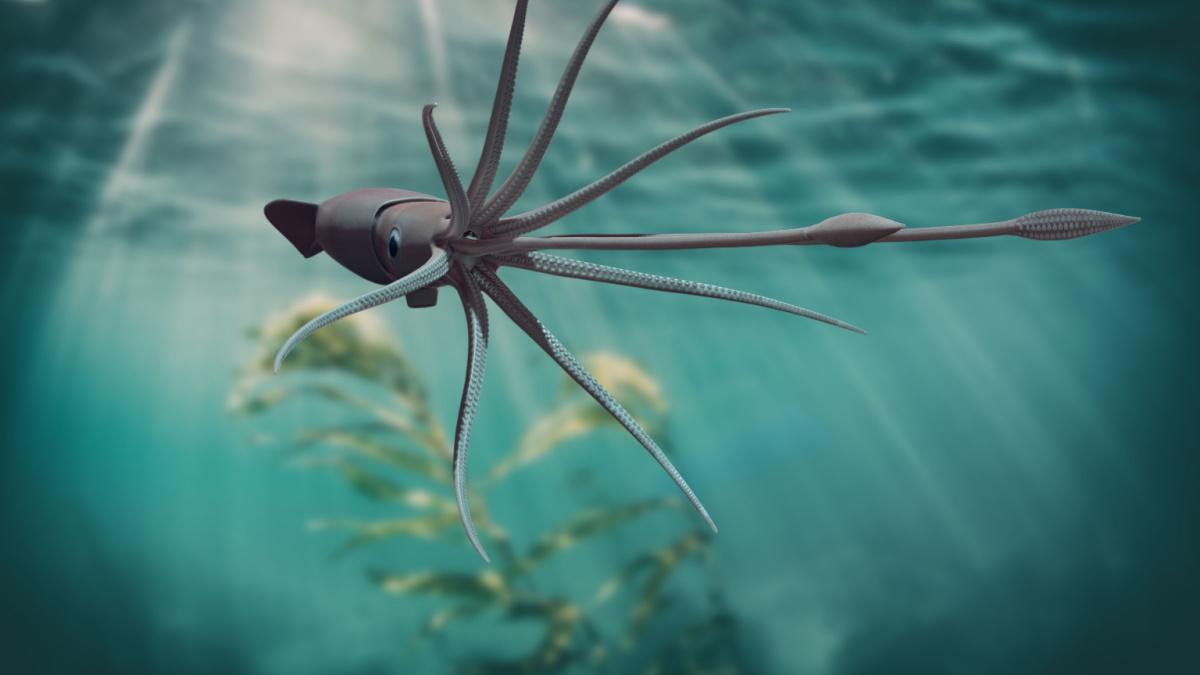 The giant squid is a species of deep-ocean dwelling squid in the family Architeuthidae. The giant squid in deep ocean.