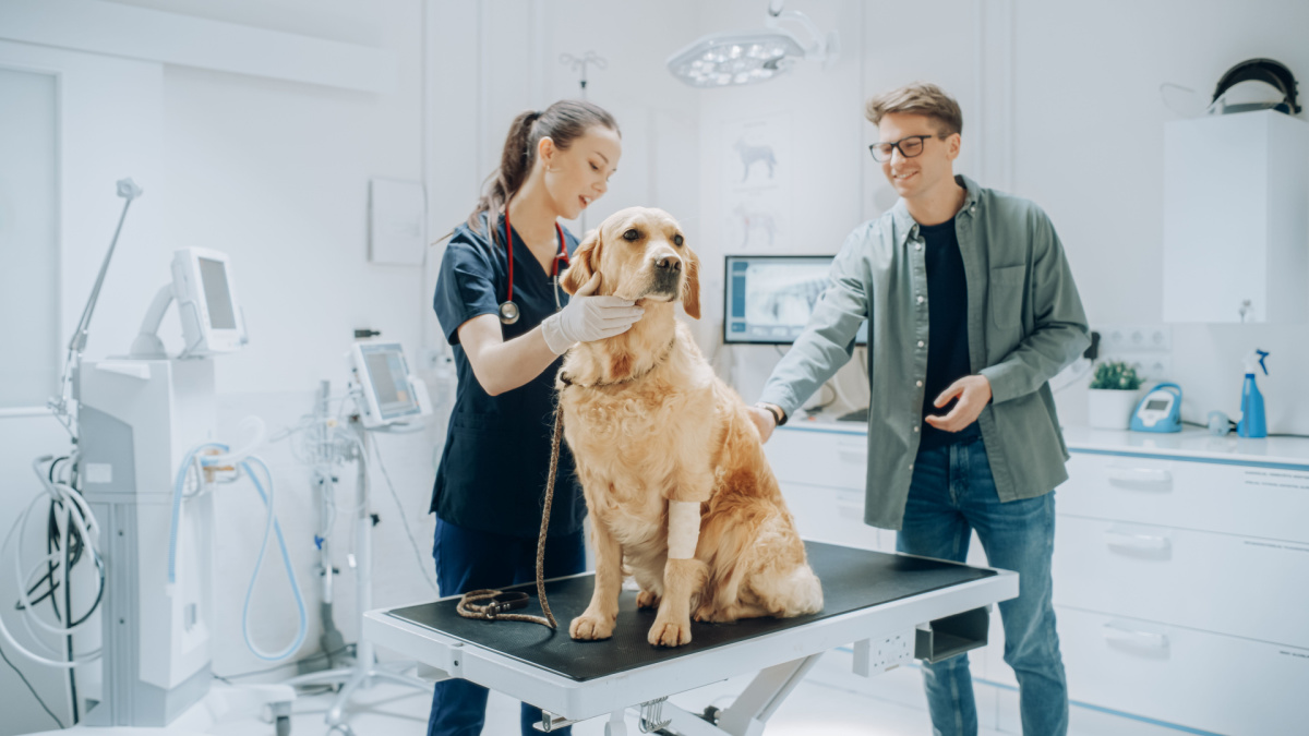 Young Man in Glasses, Accompanying His Pet Golden Retriever at Doctor's Appointment at Veterinary Clinic. Dog Standing on Examination Table While Female Vet with Stethoscope Inspects the Pet