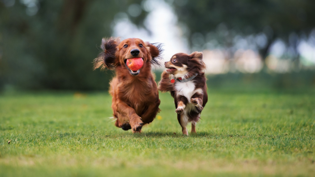 two small dogs playing together outdoors.