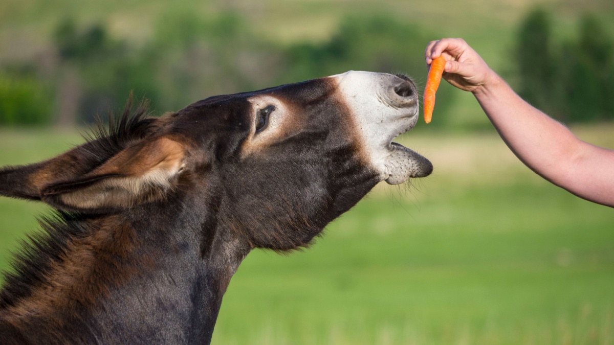 Feeding a wild donkey burro a carrot mule animal feed handout petting zoo farm black hills wildlife loop Equus asinus.