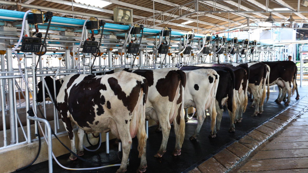 Cow milking facility