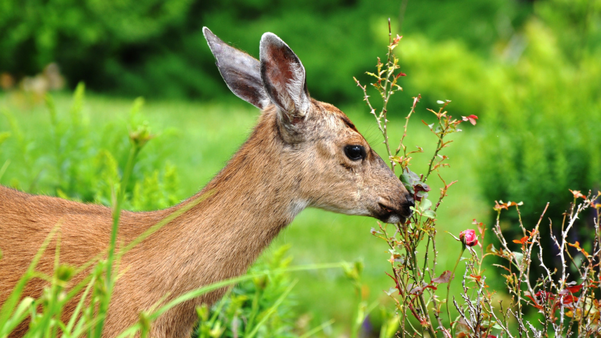 Doe eating plants in garden