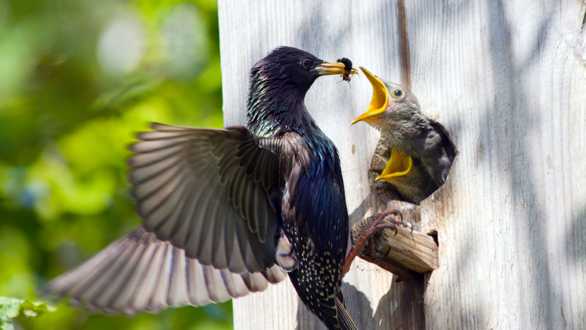 starling feed his nestling