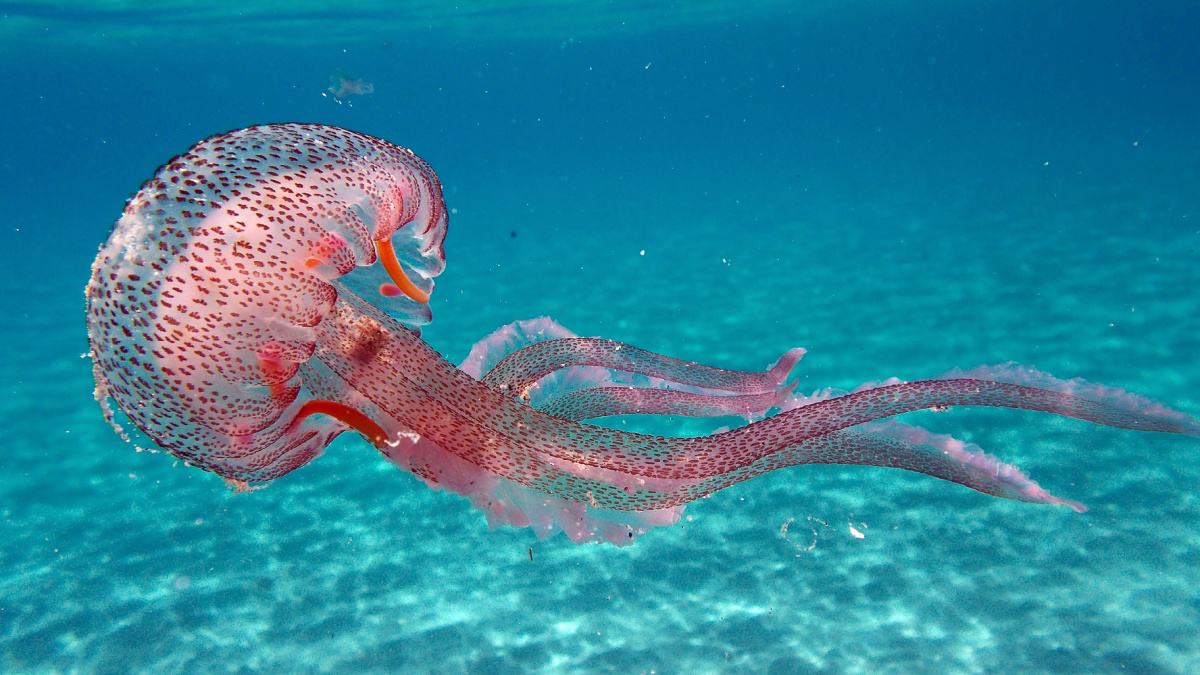 Tuscany, Italy. Pelagia noctiluca Jellyfish in the sea of Elba Island