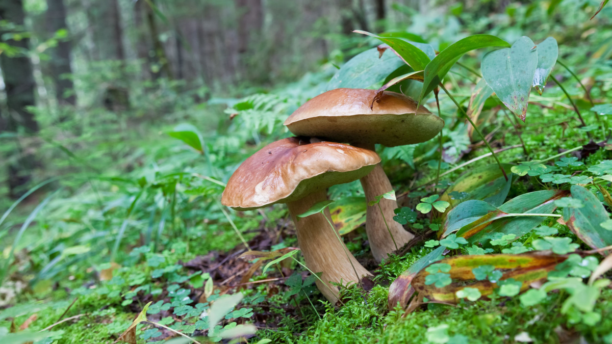 Forest mushrooms in the grass