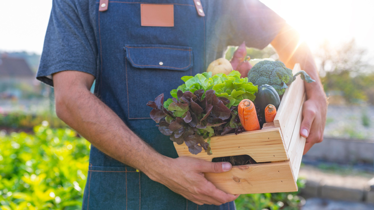 Basket with vegetables (cabbage, carrots, cucumbers, radish and peppers) in the hands of a farmer background of nature Concept of biological, bio products, bio ecology, grown by yourself, vegetarians.