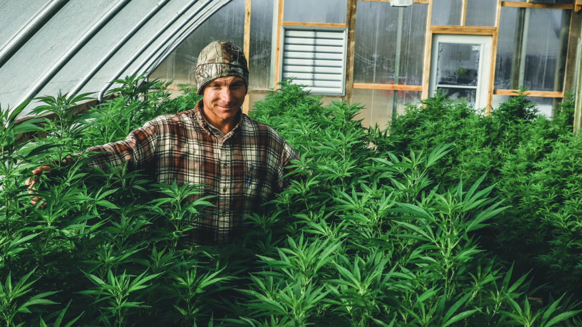 A farmer stands among his commercial greenhouse hemp crop. Cannabis sativa grown industrially for the production of hemp for derived products like CBD oil, fiber, biofuel and others.
