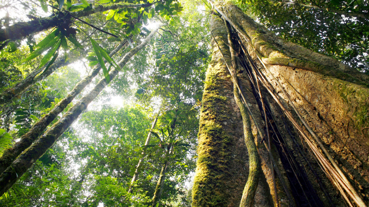 Looking up the trunk of a giant rainforest tree to the canopy,