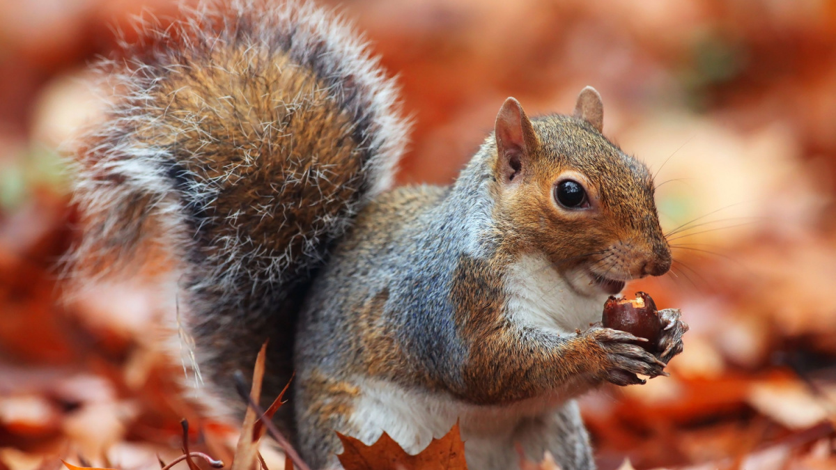 Squirrel, Autumn, acorn and dry leaves