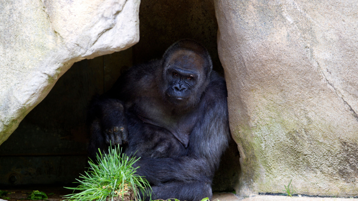 Western Lowland Gorilla (Gorilla gorilla gorilla), Cincinnati Zoo, Ohio, USA.