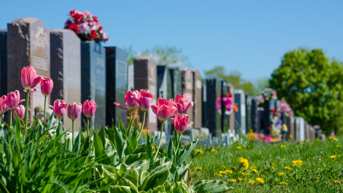 Aligned tombstones in a cemetery with pink tulips in front of the headstones.