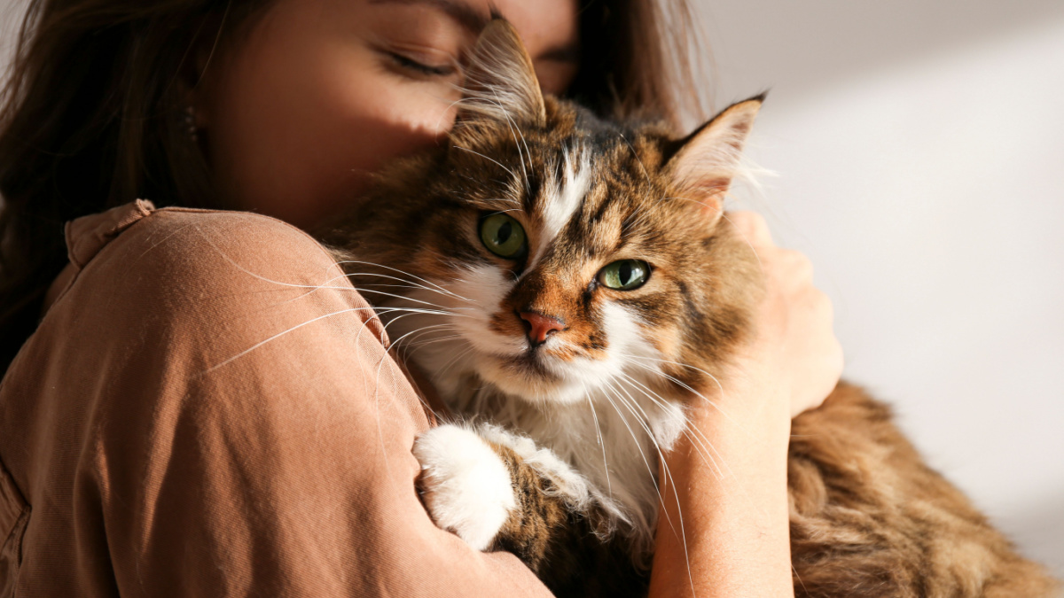 Portrait of young woman holding cute siberian cat with green eyes. Female hugging her cute long hair kitty. Background, copy space, close up. Adorable domestic pet concept.
