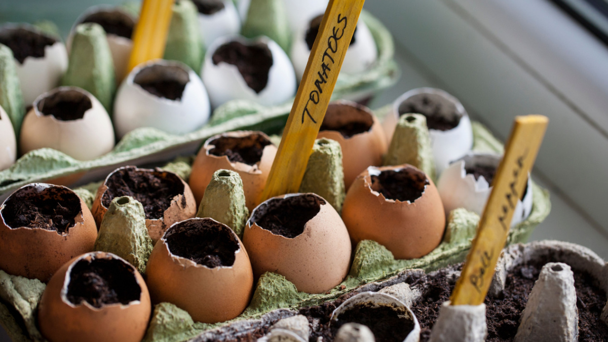 Tomato and bell pepper seeds germinated in the paper egg boxes and eggshells on the window sill at home