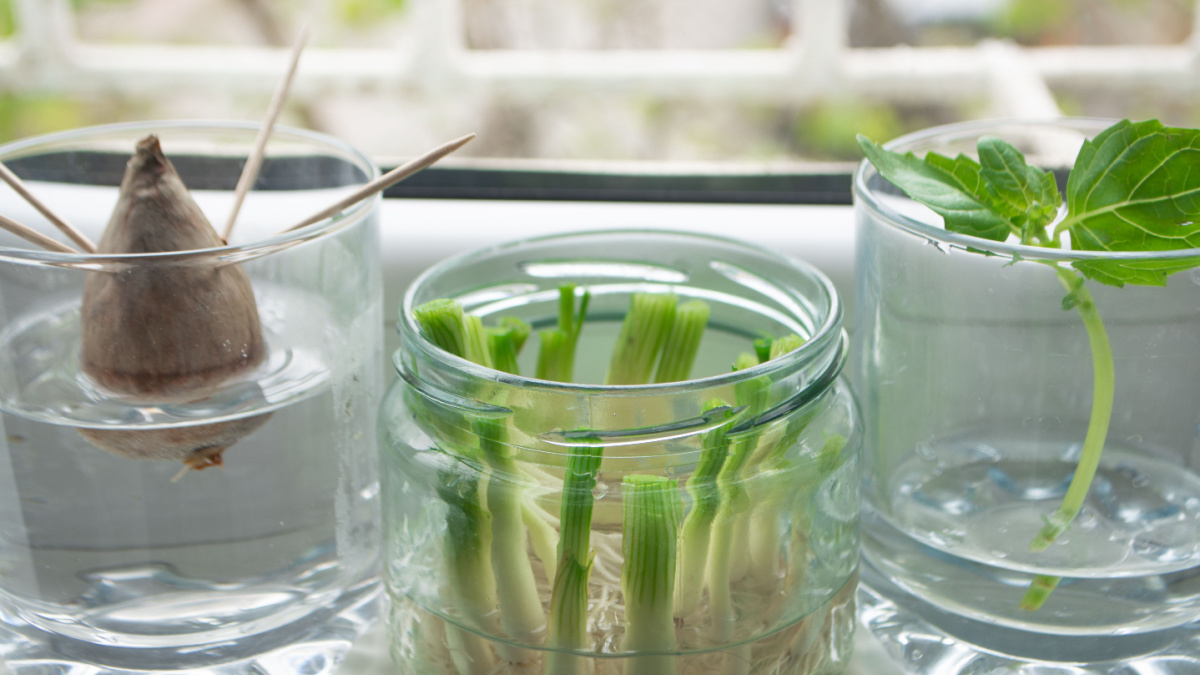 Growing green onions scallions from scraps by propagating in water in a jar on a window sill, basil rooting in water and avocado growing from seed with toothpicks for support