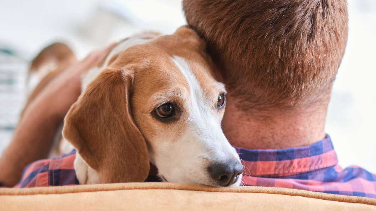 loving moment between a man and his Beagle captured, showcasing pure joy and companionship. The power of touch, improving mental health through pet ownership, the human-animal bond.