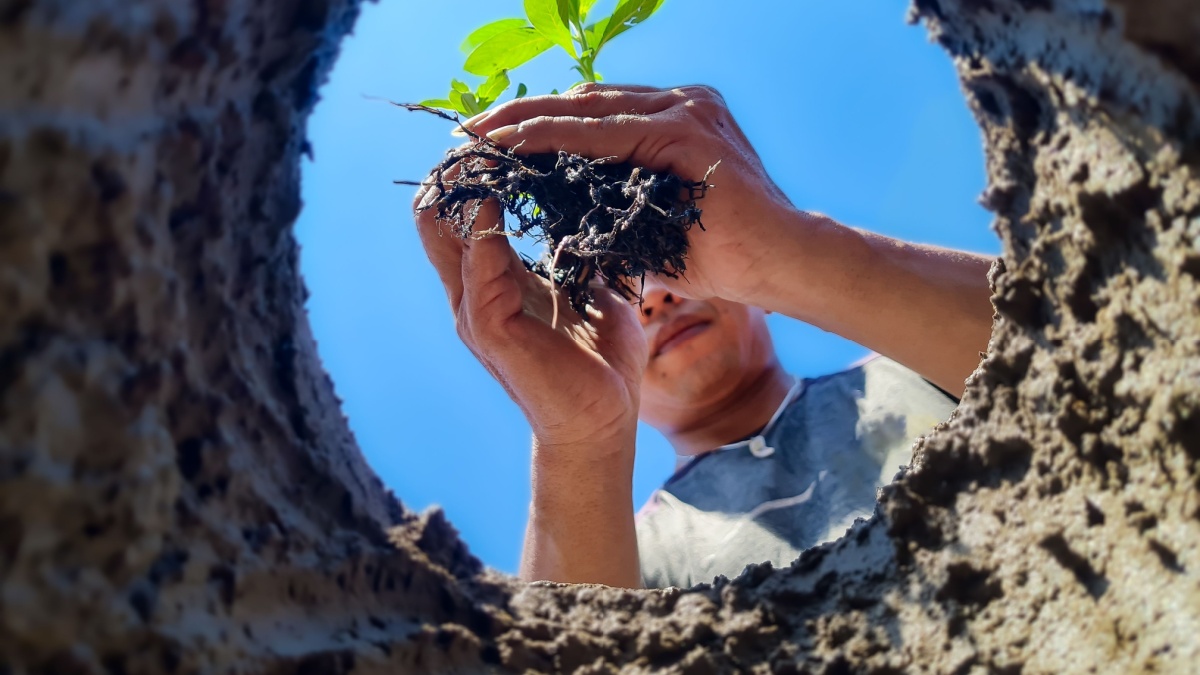 Plant tree seeds in low angle soil holes. Gardening and planting trees or seedlings in fertile soil.