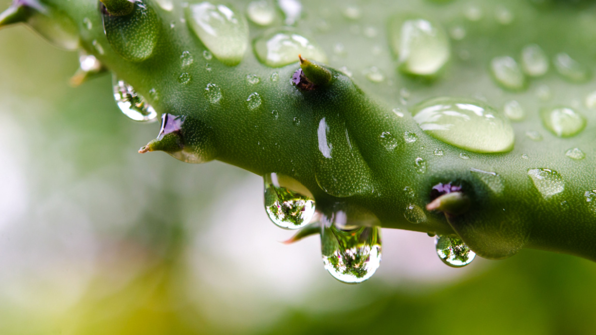 Water Drops on Cactus