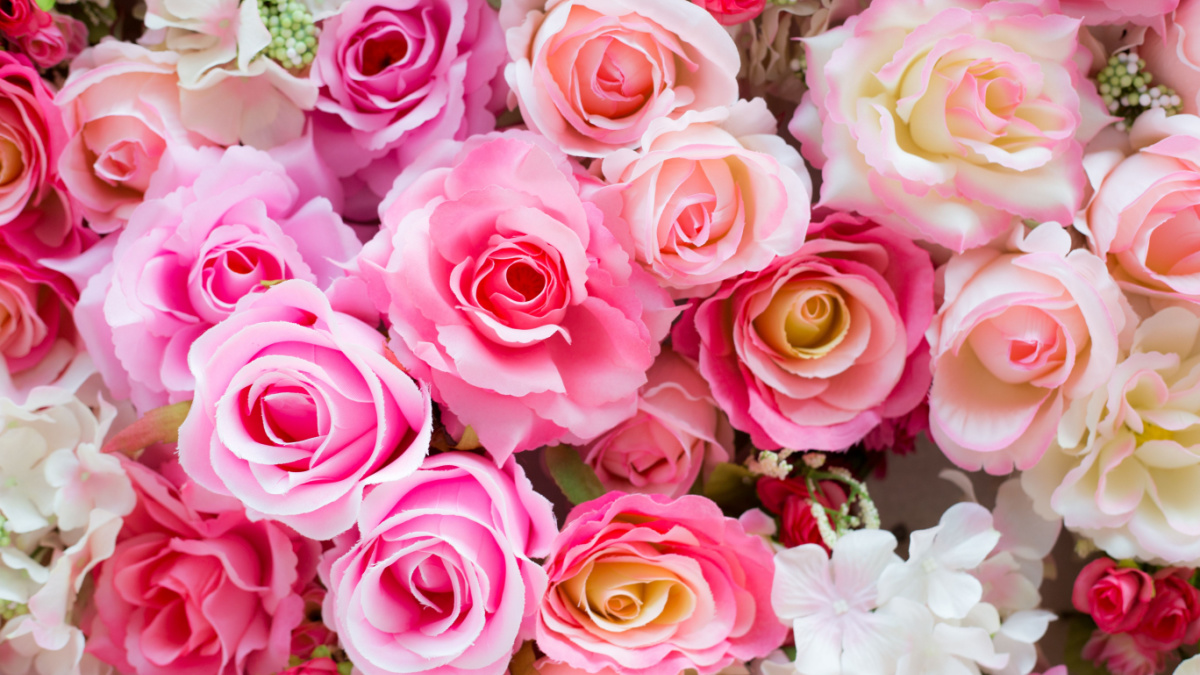 Soft color Roses Background