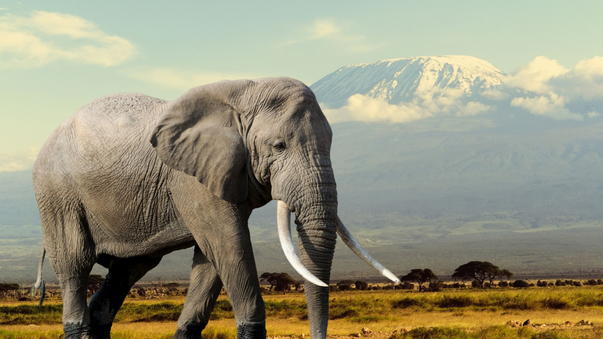 Elephant on Kilimajaro mount background in National park of Kenya, Africa