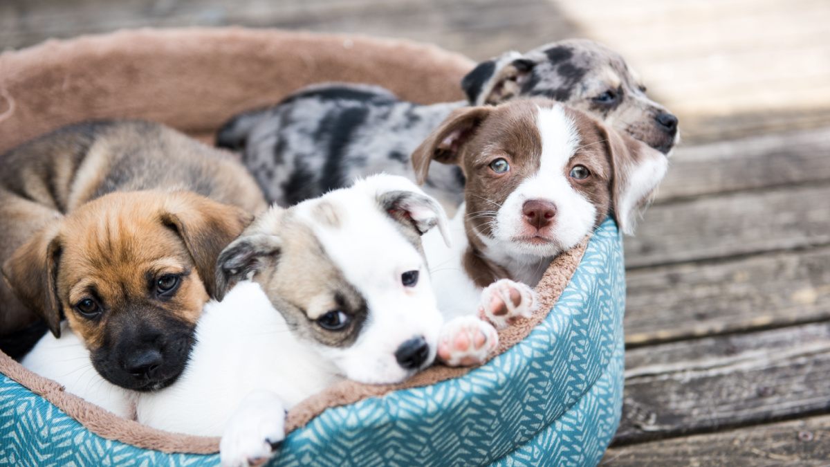 Litter of Terrier Mix Puppies Playing in Dog Bed Outside on Wooden Deck