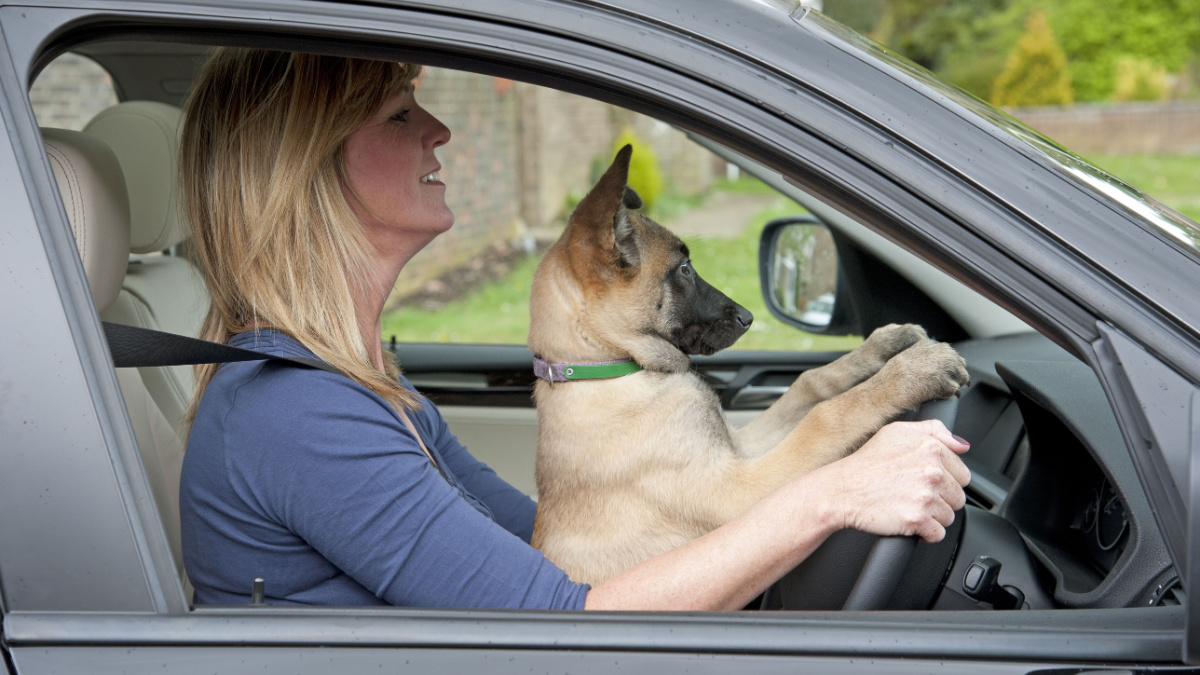 Woman driver with a puppy Belgian Sheperd dog in the driver's seat too !