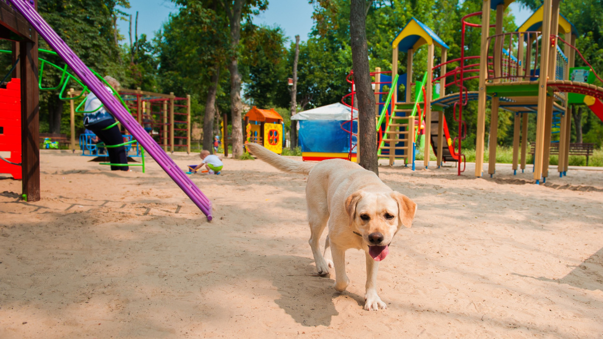 dog walking on children playground. dog Walking is prohibited