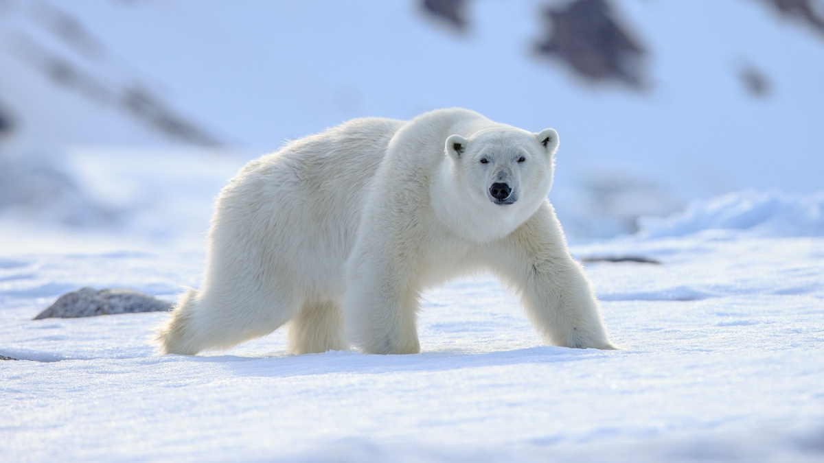 Polar Bear